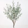 Olive Tree Audrey 150
