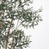 Olive Tree Large Detail
