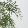 Willow Tree Detail