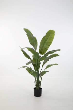 Strelitzia L